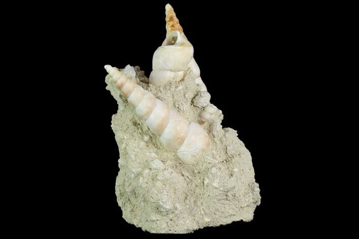 Fossil Gastropod (Haustator) Cluster - Damery, France #86575